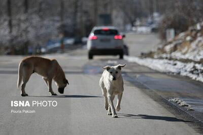  حمله حیوانی به دانشجوی زنجانی