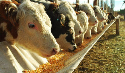  ایران چگونه می‌تواند از وابستگی ساختاری به ذرت و سویا رهایی یابد؟