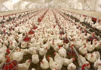  تولیدکنندگان مرغ معترضند| قیمت مرغ و تخم‌مرغ کاهش یافت، اما نهاده‌ها را ۴ برابر می‌خریم!