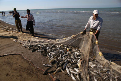  رئیس سازمان شیلات: تولید آبزیان کشور به ۱.۵ میلیون تن در سال ۱۴۰۴ رسید