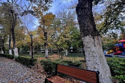  50 درصد بوستان‌های پایتخت آفت زده‌اند