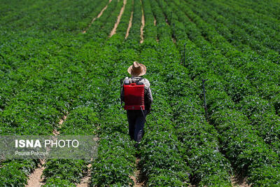  افزایش تورم در کشاورزی و دامداری
