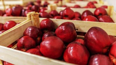  اجرای مانور نظارت قرنطینه‌ای و عملیات سرمادهی سیب در مراغه