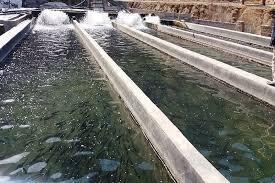  تشکیل کارگروه هوشمندسازی آبزی پروری در مازندران