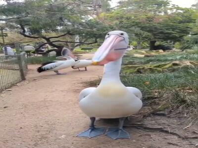  پلیکان استرالیایی (Pelecanus conspicillatus)، یکی از بزرگ‌ترین پرندگان پروازی در جهان