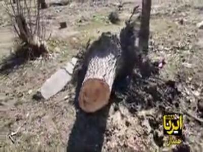  قطع درختان کهنسال بلوار جوان همدان
