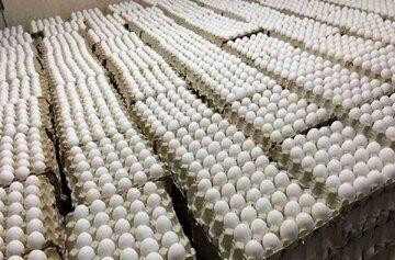  اعتراض روزنامه اصولگرا به کاهش  قیمت مرغ و تخم‌مرغ/ زنگ خطر کاهش تولید به صدا درآمد؟