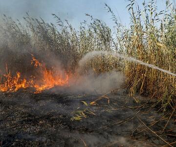  فرمانداری: آتش همچنان بر پیکر تالاب انزلی می‌تازد