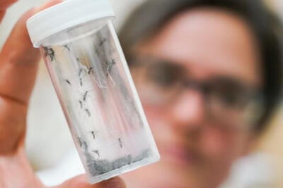  هشدار شیوع یک عفونت ویروسی از طریق پشه