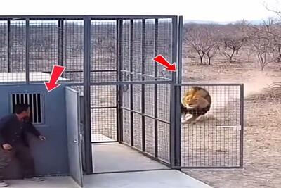  معماری طبیعت؛ یکی بالاخره با دم شیر بازی کرد