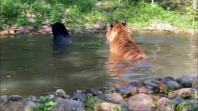  مستند حیات وحش؛ شنای دسته جمعی ببر؛ پلنگ و جگوار