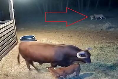  معماری طبیعت؛ شیر غلط اضافه کرد گاو غیرتی شد