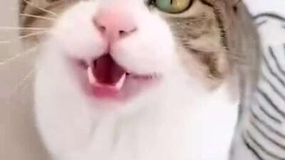  گربه چینی عجیب، ستاره سوشال مدیا شد