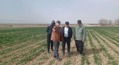  پایش مزارع گندم، جو و کلزا در ساوه با هدف تقویت امنیت غذایی