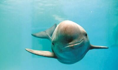  مرگ گراز ماهی و بر هم خوردن امنیت زیستگاه‌های ساحلی