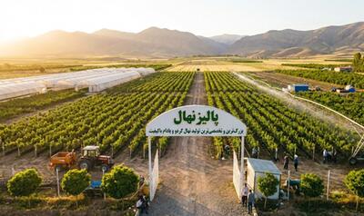  پالیز نهال؛ بزرگترین تولیدکننده نهال‌های مورد تأیید جهاد کشاورزی