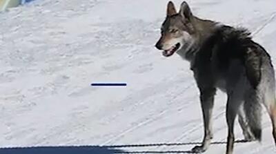  عبور غیرمنتظره یک سگ از خط پایان المپیک!