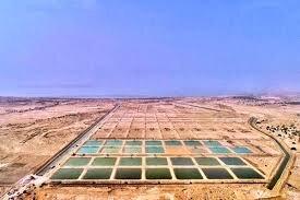  افزایش ۹۴ درصدی تولید میگو در سیستان و بلوچستان