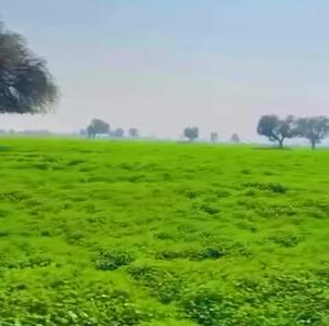  دشت شلکی در آرابی هرمزگان + فیلم
