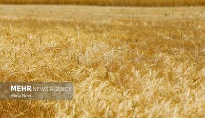  بازنگری در بیمه گندمزارها؛ سهم کشاورز از حق بیمه حذف شد
