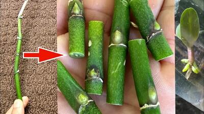  این راز را بدانید / می توانید هر ارکیده ای را از طریق قلمه تکثیر کنید!