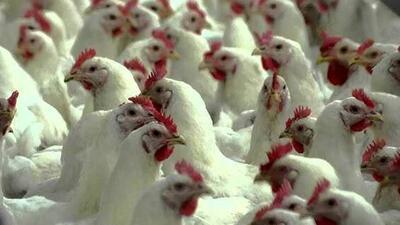  بازار مرغ در آستانه انقلاب قیمتی