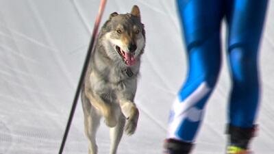  ببینید / عبور غیرمنتظره یک سگ از خط پایان المپیک زمستانی؛ ورود به کتاب خاطره‌ها در پی فرار از دست صاحب