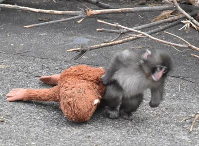  ببینید / «پنتی» میمون یتیم مشهور در فضای مجازی مورد حمله یک میمون بالغ قرار گرفت