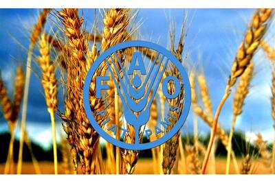  فائو: استفاده از فناوری هسته‌ای برای غلبه بر ناامنی غذایی ضروری است