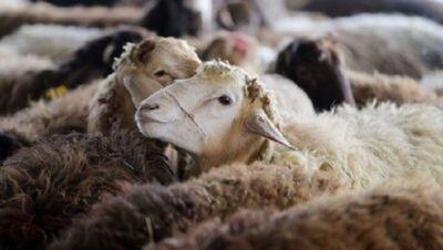  توقیف ۱۵ تریلی حامل دام غیرمجاز در سرخس 