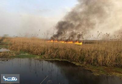  مهار کامل آتش سوزی در تالاب انزلی | نفت ما