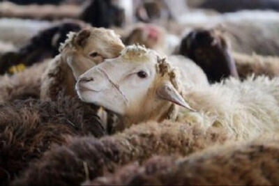  توقیف 15 تریلی دام غیرمجاز در سرخس