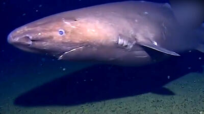  فیلم مشاهده کوسه خواب آلود در عمق ۴۹۰ متری