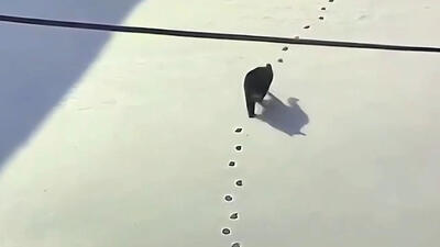  فیلم ثبت رفتار جالب یک گربه توسط دوربین مداربسته