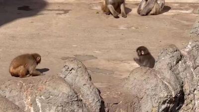  یک میمون یتیمی به نام پنتی در باغ‌وحش ژاپن مورد حمله یک میمون بالغ قرار گرفت