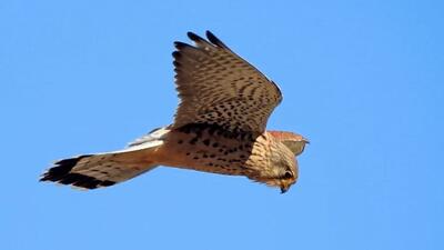  تصویری از دلیجه زیبای ایرانی در طبیعت راز