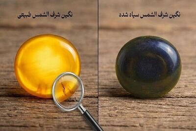  چرا شرف الشمس سیاه می شود؟ ۵ علت تغییر رنگ شرف الشمس زرد