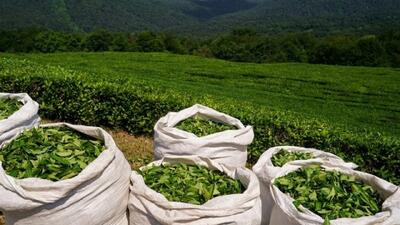  صادرات چای ۱۰ درصد افزایش یافت/ ترکیه مقصد اول چای صادراتی ایران