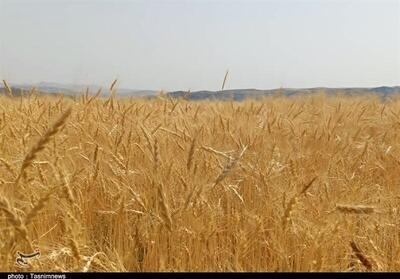  پیشنهاد گندم ۵۲ هزار تومانی به دولت
