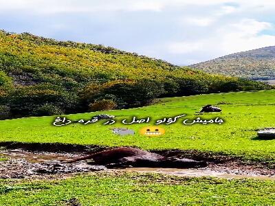  آب‌تنی گاومیش