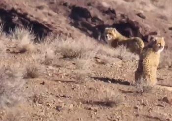  مشاهده مجدد هلیا و پنج توله‌اش در میاندشت خراسان شمالی