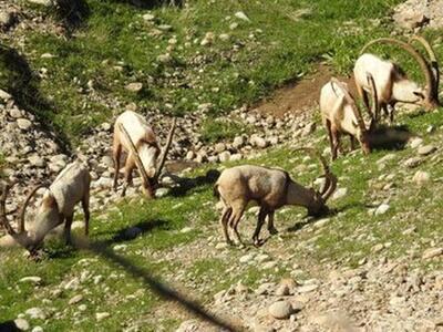  احیای آهو در یکی از مهم‌ترین زیستگاه‌های جنوب کشور