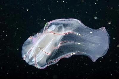  جانوران بازمانده از انفجار کامبرین؛ موجوداتی قدیمی‌تر از دایناسورها