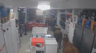  حمله عجیب گاوها به فروشنده لوازم خانگی