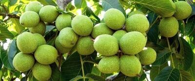  نهال گردو ژنوتیپ ۱۲ پالیزنهال رکورد باردهی را شکست؛ ۲۰۰ کیلو گردو فقط در یک درخت!