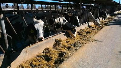  بیشترین قیمت ثبت‌شده برای گوسفند زنده متعلق به تهران است