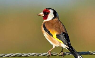  بازگشت ۲ قطعه پرنده سهره طلایی به دامان طبیعت در قزوین