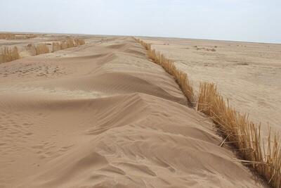  بادشکن زنده ۸۰ کیلومتری برای مهار شن‌های روان در «جاسک» احداث شود