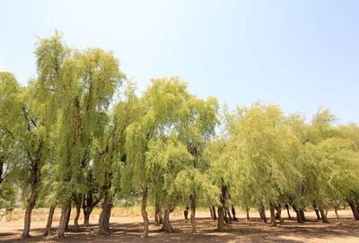  جو پایدار در آسمان استان سمنان؛ هوا رو به گرمی می‌رود