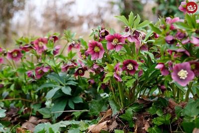  ۱۰ گیاه بسیار زیبا که همین روزها وقت کاشتن آن‌ها است - چیدانه